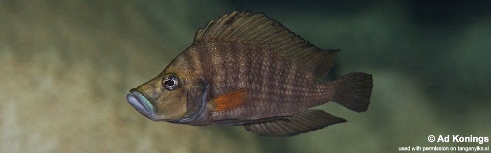 Altolamprologus compressiceps 'Luagala Point'