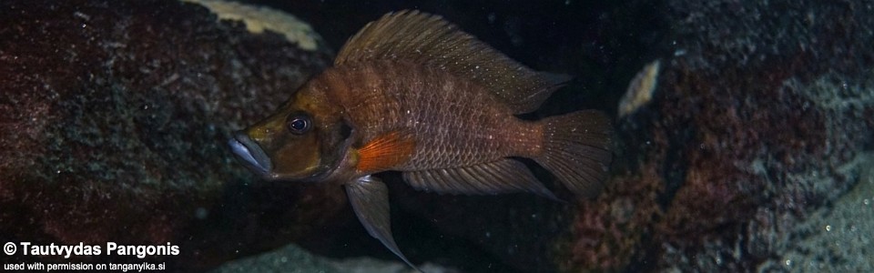 Altolamprologus compressiceps 'Lubugwe Bay'