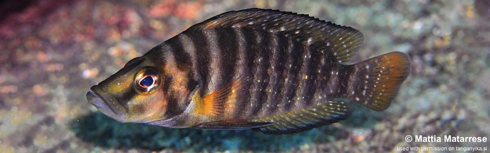 Altolamprologus compressiceps 'Lufungu Bay'