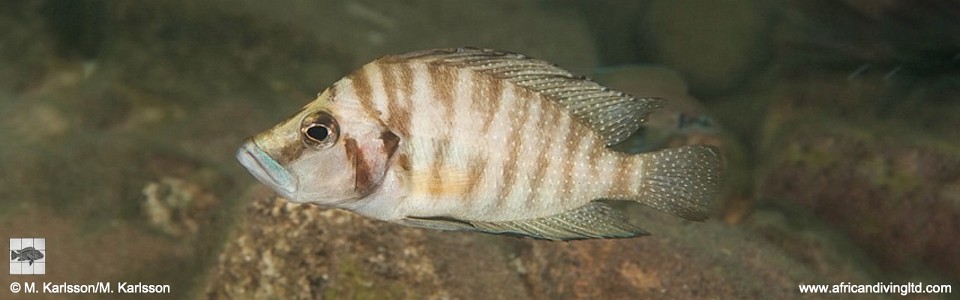 Altolamprologus compressiceps 'Lwasase Point'