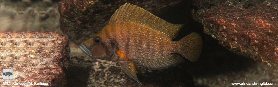 Altolamprologus compressiceps 'Lyamembe'