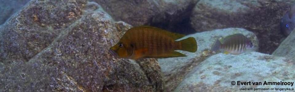 Altolamprologus compressiceps 'Mahale Mountains NP'