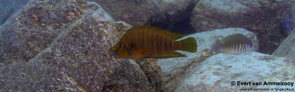 Altolamprologus compressiceps 'Mahale NP'