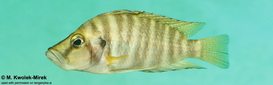 Altolamprologus compressiceps 'Maswa'