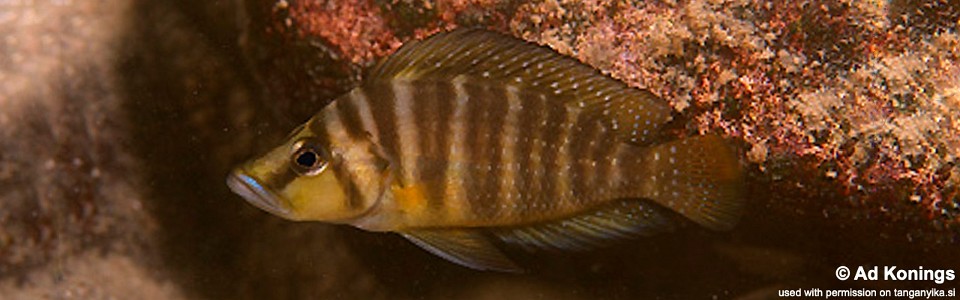 Altolamprologus compressiceps 'Mbita Island'