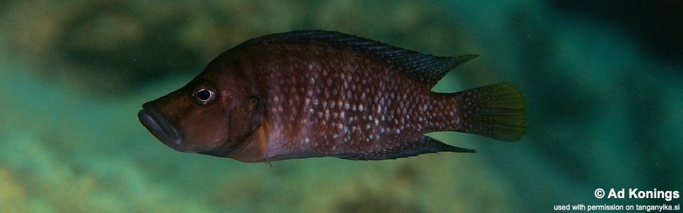 Altolamprologus compressiceps 'Mboko Island'