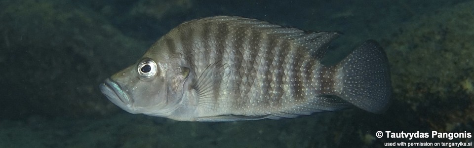 Altolamprologus compressiceps 'Mkangazi'