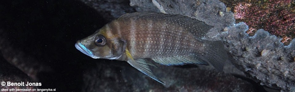 Altolamprologus compressiceps 'Molwe'