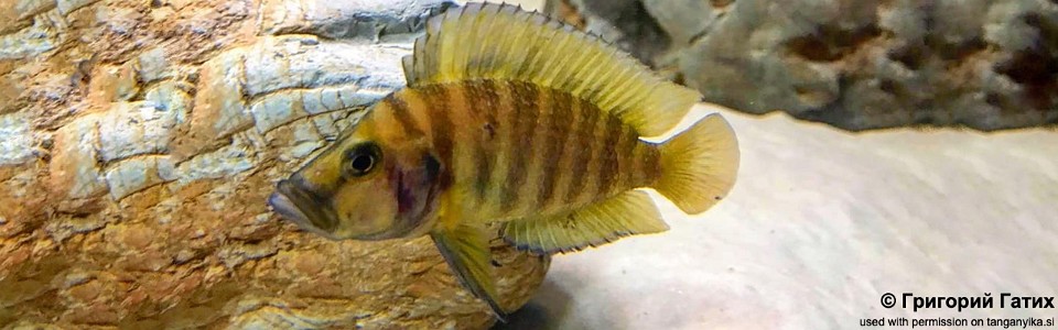 Altolamprologus compressiceps 'Mpulungu'