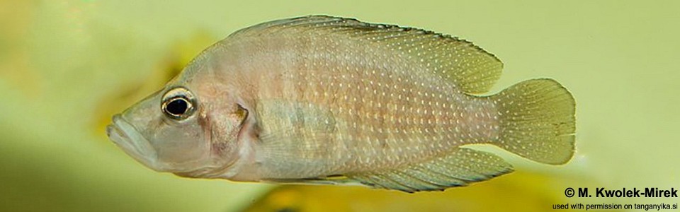 Altolamprologus compressiceps 'Msalaba, Cape Mpimbwe'