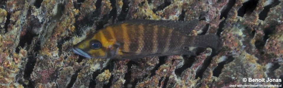 Altolamprologus compressiceps 'Mtosi'