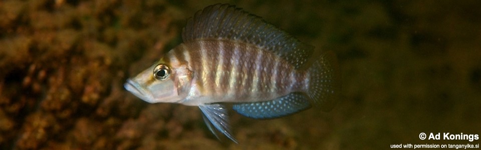 Altolamprologus compressiceps 'Mucansi'