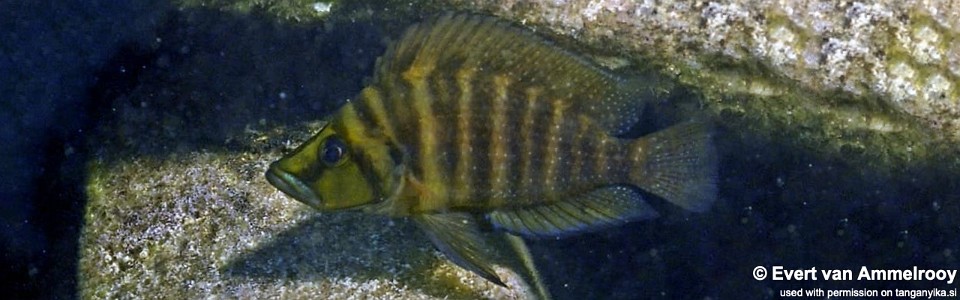 Altolamprologus compressiceps 'Mulyma'