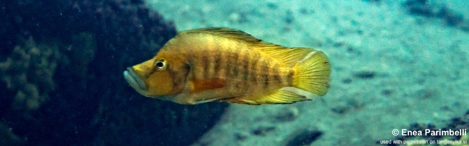 Altolamprologus compressiceps 'Musofwe Bay'