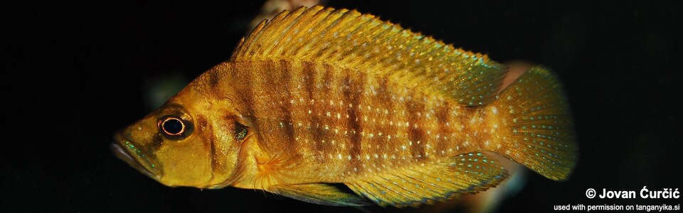 Altolamprologus compressiceps 'Mutondwe (Crocodile) Island'