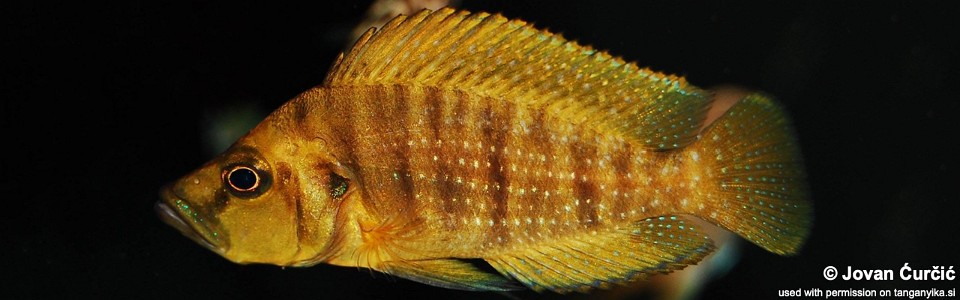 Altolamprologus compressiceps 'Mutondwe Island'