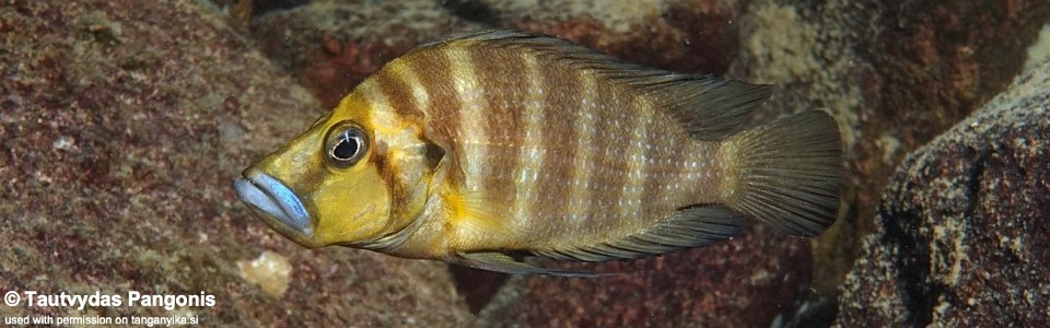 Altolamprologus compressiceps 'Muzi'<br><font color=gray>Gold Head</font>