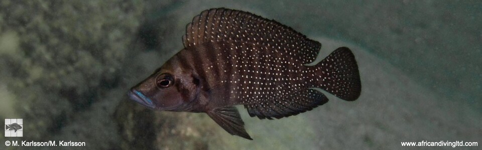 Altolamprologus compressiceps 'Mwaka Bay'