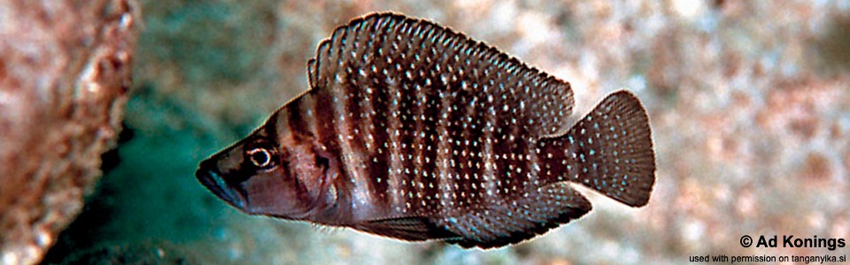 Altolamprologus compressiceps 'Nkondwe Island'