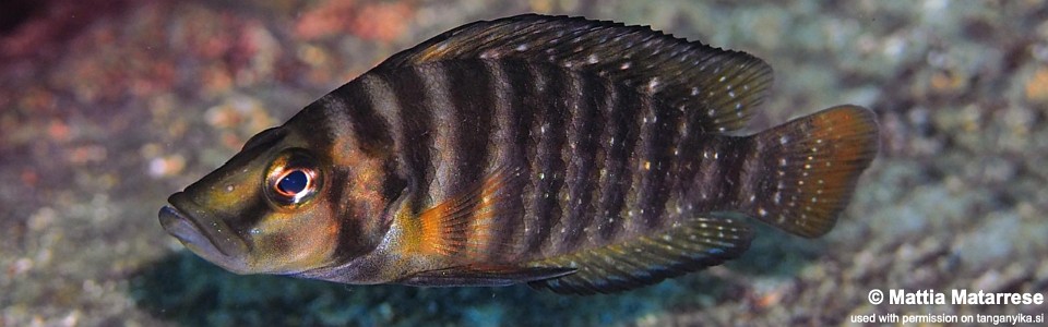 Altolamprologus compressiceps 'Nkwasi Point'