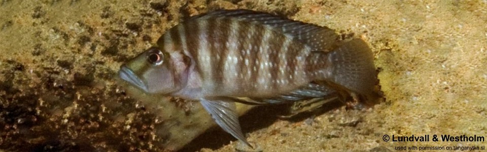 Altolamprologus compressiceps 'Nondwa Point'