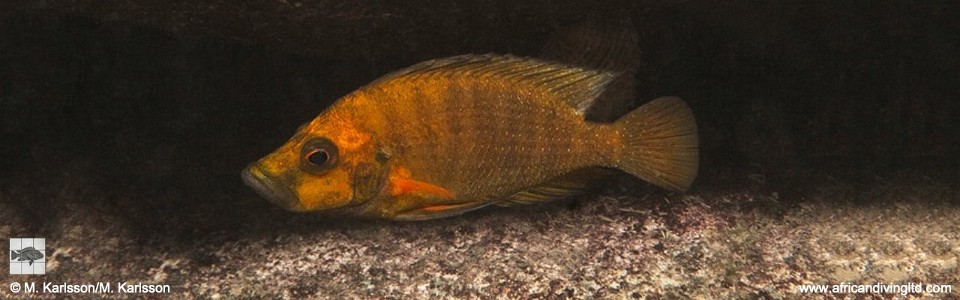 Altolamprologus compressiceps 'Polombwe Bay'