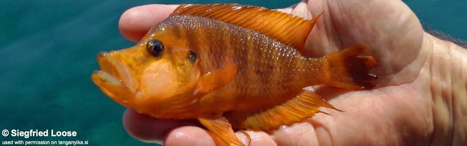 Altolamprologus compressiceps 'Titcha/Rubumba'<br><font color=gray>Mandarin</font>