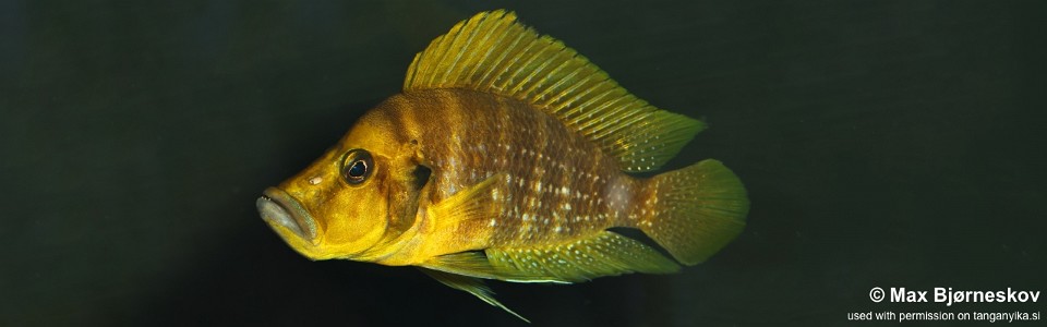 Altolamprologus compressiceps 'Talama'