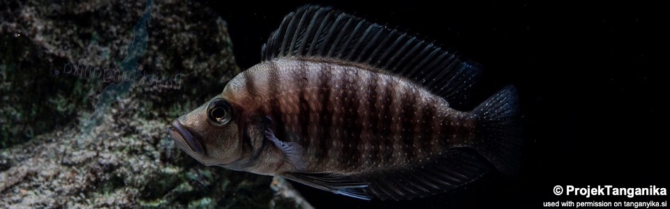 Altolamprologus compressiceps 'Tembwe Deux'