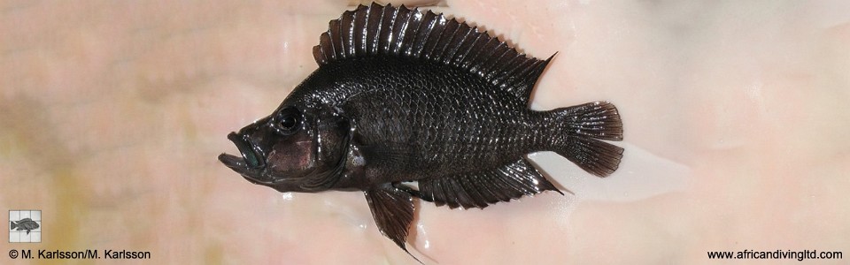 Altolamprologus compressiceps 'Udachi'