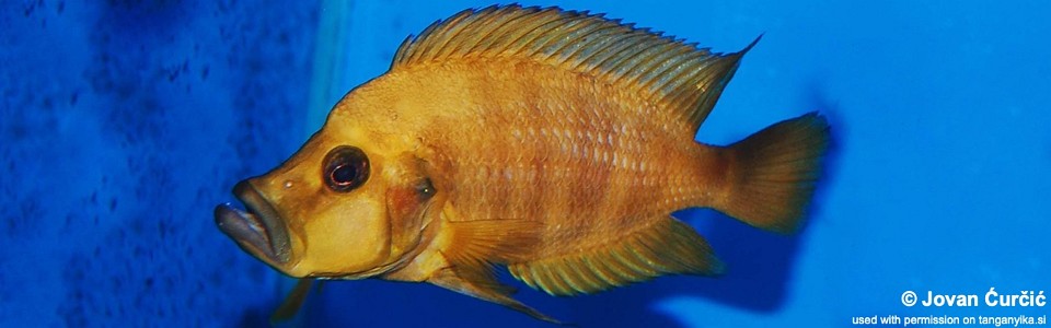 Altolamprologus compressiceps (Zaire Gold)