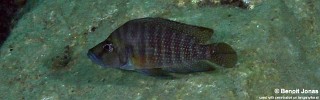 Altolamprologus compressiceps 'Bulu Point'.jpg