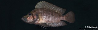 Altolamprologus compressiceps 'Cape Kabogo'.jpg