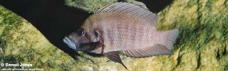 Altolamprologus compressiceps 'Ikola'.jpg