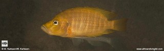 Altolamprologus compressiceps 'Karago'.jpg