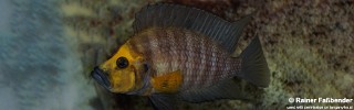 Altolamprologus compressiceps 'Kasanga'.jpg