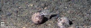 Altolamprologus compressiceps 'Katondo Point' (A. sp. 'micro') (African Diving Ltd).jpg