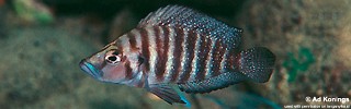 Altolamprologus compressiceps 'Kekese'.jpg