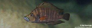 Altolamprologus compressiceps 'Luagala Point'.jpg