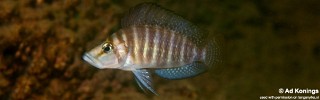 Altolamprologus compressiceps 'Mucansi'.jpg