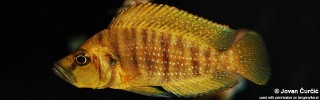 Altolamprologus compressiceps 'Mutondwe Island'.jpg