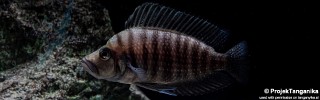 Altolamprologus compressiceps 'Tembwe Deux'.jpg