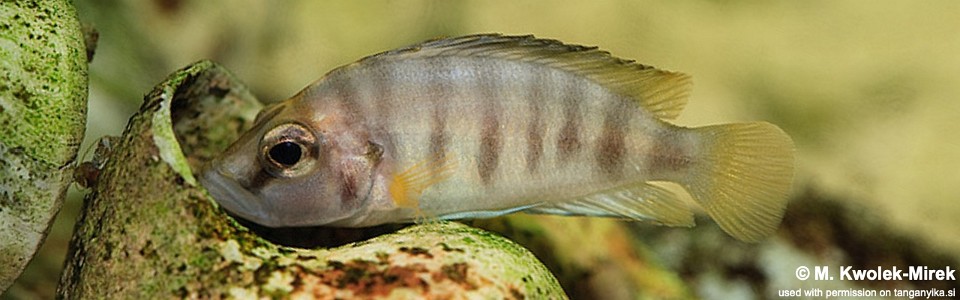 Altolamprologus sp. 'compressiceps shell' Cameron Bay