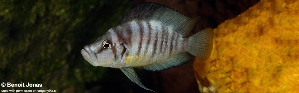 Altolamprologus sp. 'compressiceps shell' (unknown locality)