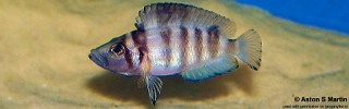 Altolamprologus sp. 'compressiceps shell' Sumbu.jpg