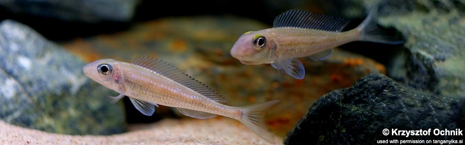 Asprotilapia leptura 'Cameron Bay'<br><font color=gray>Xenotilapia leptura 'Cameron Bay'</font>