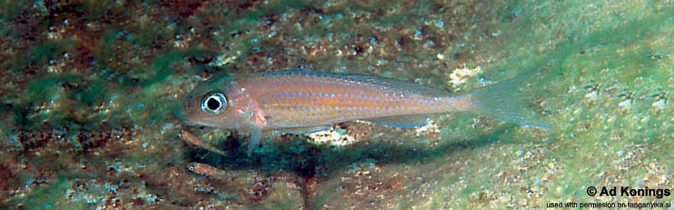 Asprotilapia leptura 'Cape Kachese'<br><font color=gray>Xenotilapia leptura 'Cape Kachese'</font>