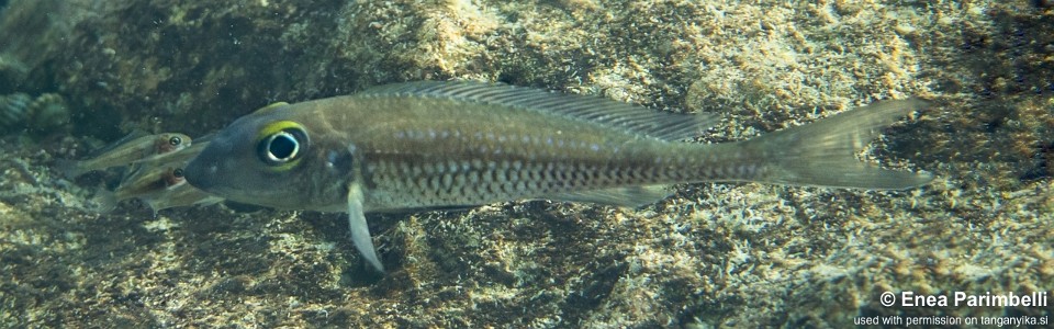 Asprotilapia leptura 'Izinga Island'<br><font color=gray>Xenotilapia leptura 'Izinga Island'</font>