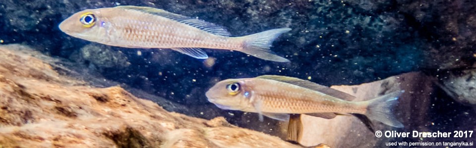 Asprotilapia leptura 'Jakobsen's Beach'<br><font color=gray>Xenotilapia leptura 'Jakobsen's Beach'</font>