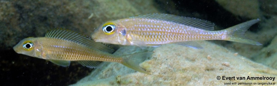 Asprotilapia leptura 'Kala'<br><font color=gray>Xenotilapia leptura 'Kala'</font>